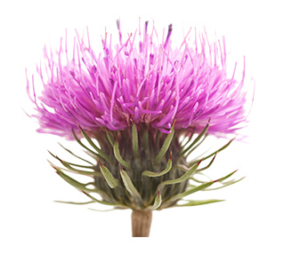 Burdock image Burdock image
