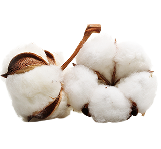 Burdock image Burdock image
